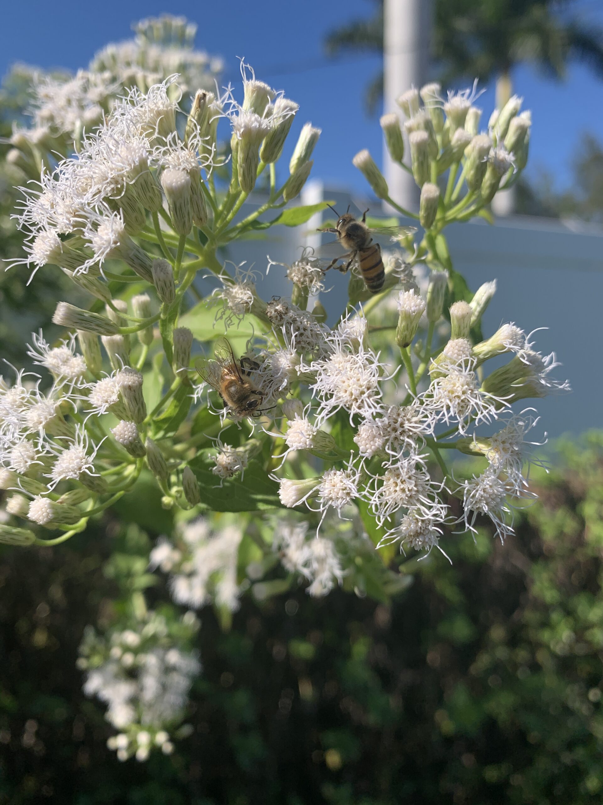 You are currently viewing Florida Buzzing Bees