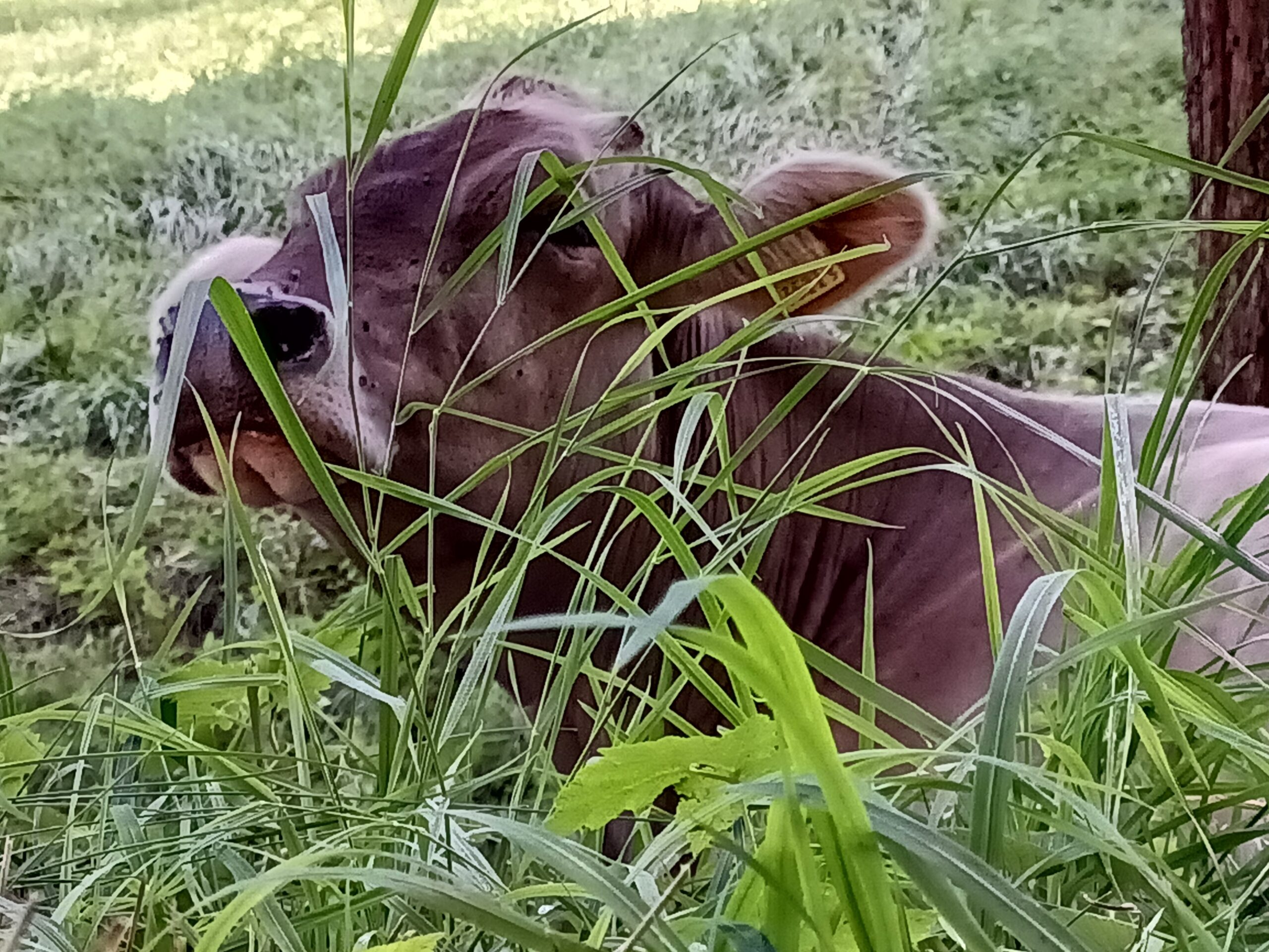 You are currently viewing Smell The Grasses