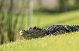 Read more about the article gator