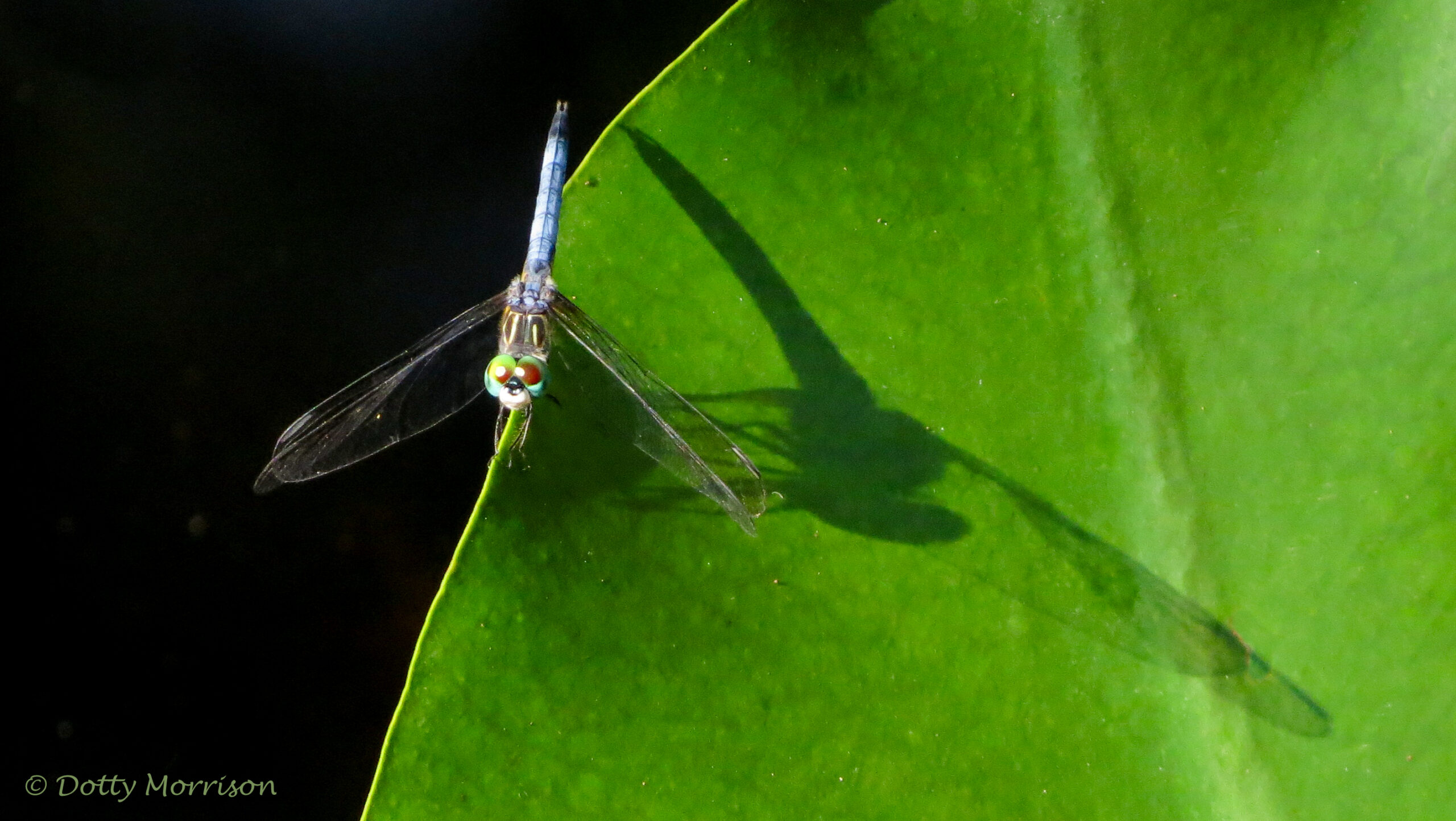 You are currently viewing Blue Dasher Shadow