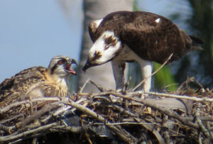 Read more about the article Osprey Lunch Time