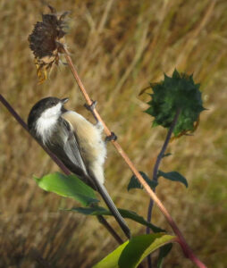 Read more about the article Chickadee Breakfast