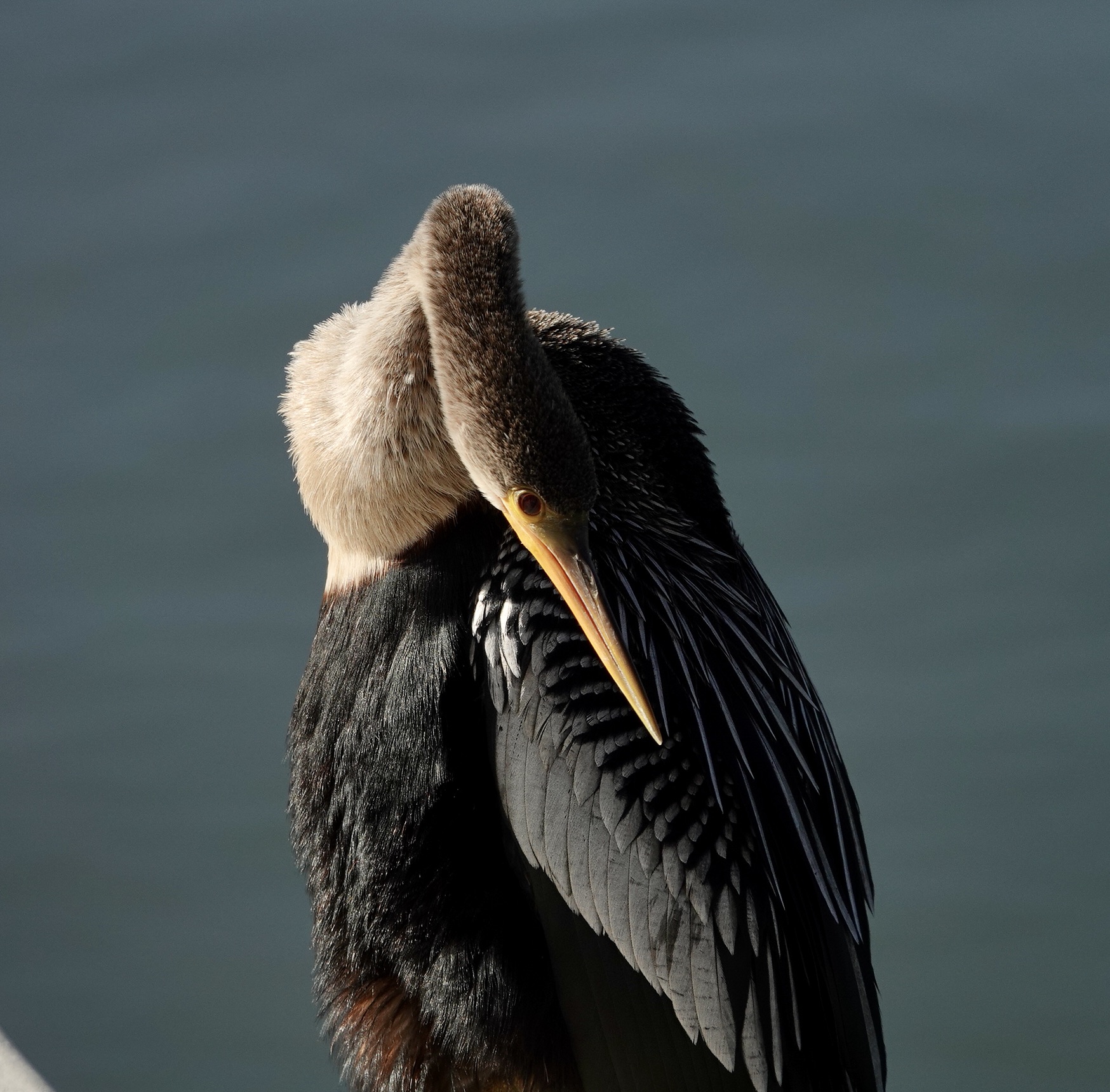 You are currently viewing Anhinga