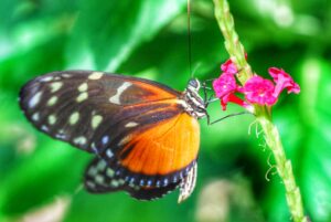 Read more about the article Aruba Butterfly