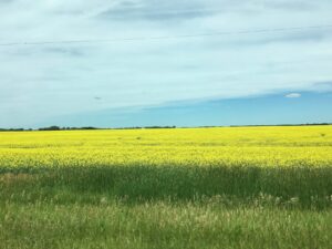 Read more about the article Canola