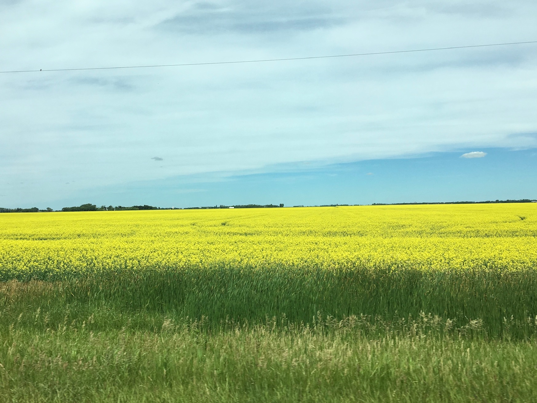 You are currently viewing Canola