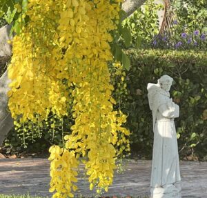 Read more about the article Golden Shower Tree Comforting St. Francis