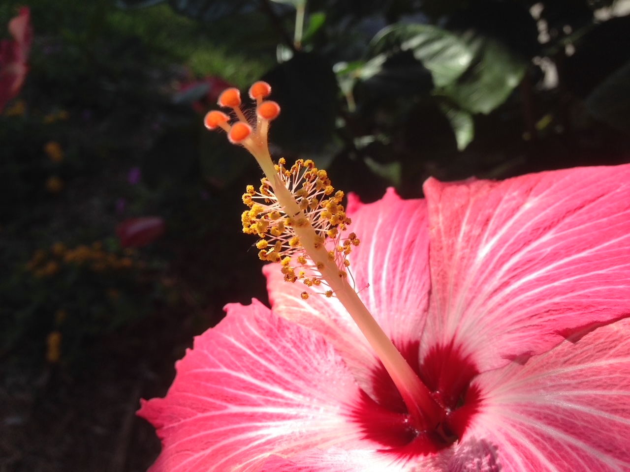 You are currently viewing Hibiscus Stamen