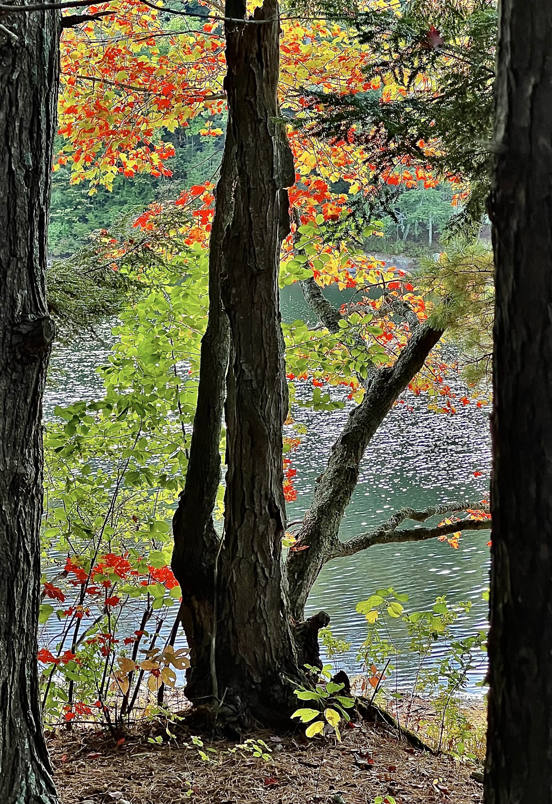 You are currently viewing Down by the Lake