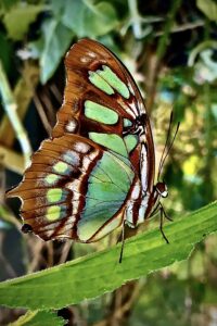 Read more about the article Mighty Malachite