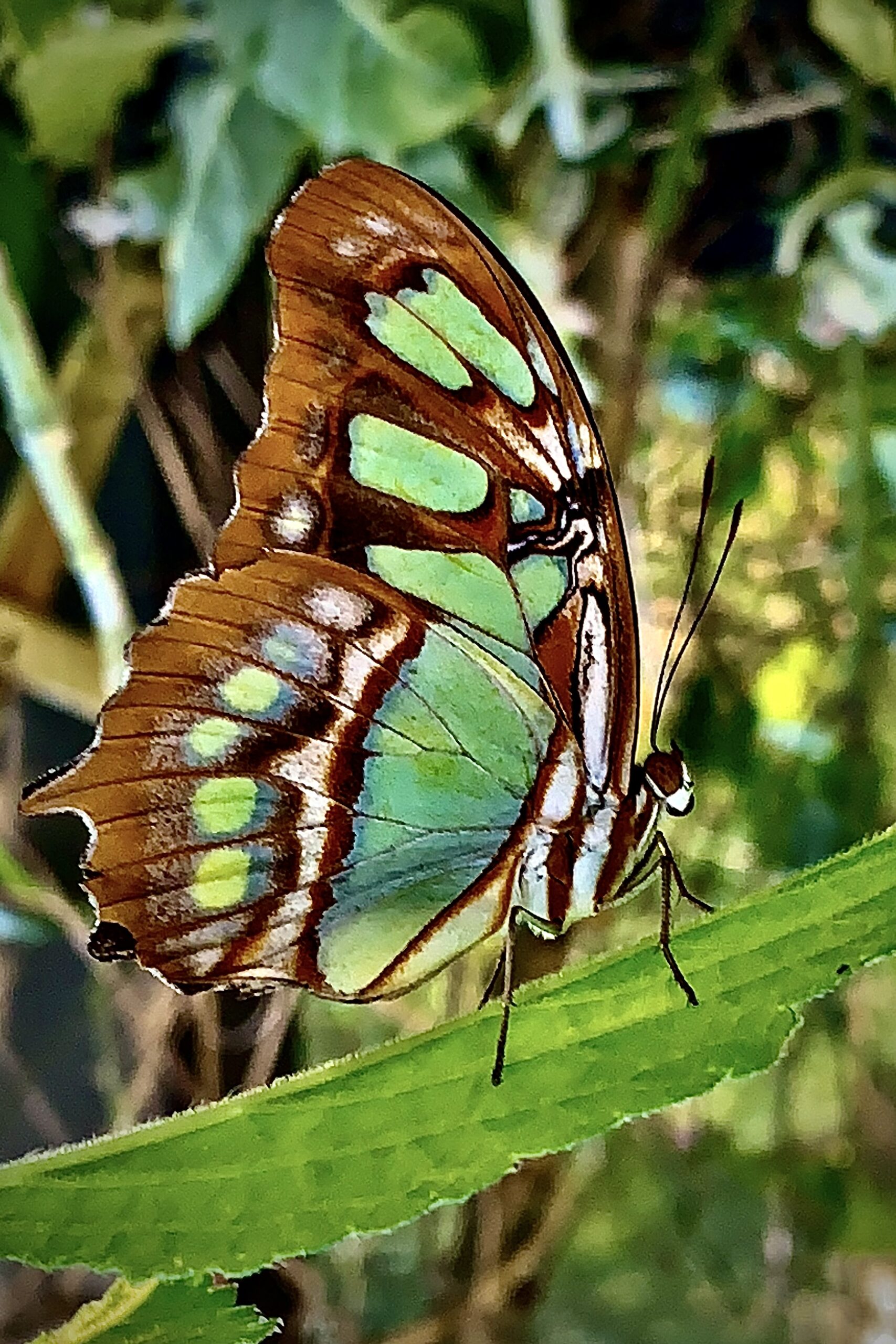 You are currently viewing Mighty Malachite