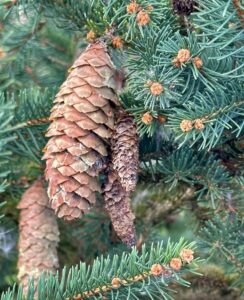 Read more about the article Northern Pine