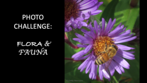 Read more about the article December Photo Challenge: Flora & Fauna