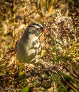 Read more about the article Shadows on  White-Crowned Sparrow