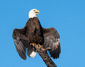 Read more about the article Unusual Pose for an Eagle