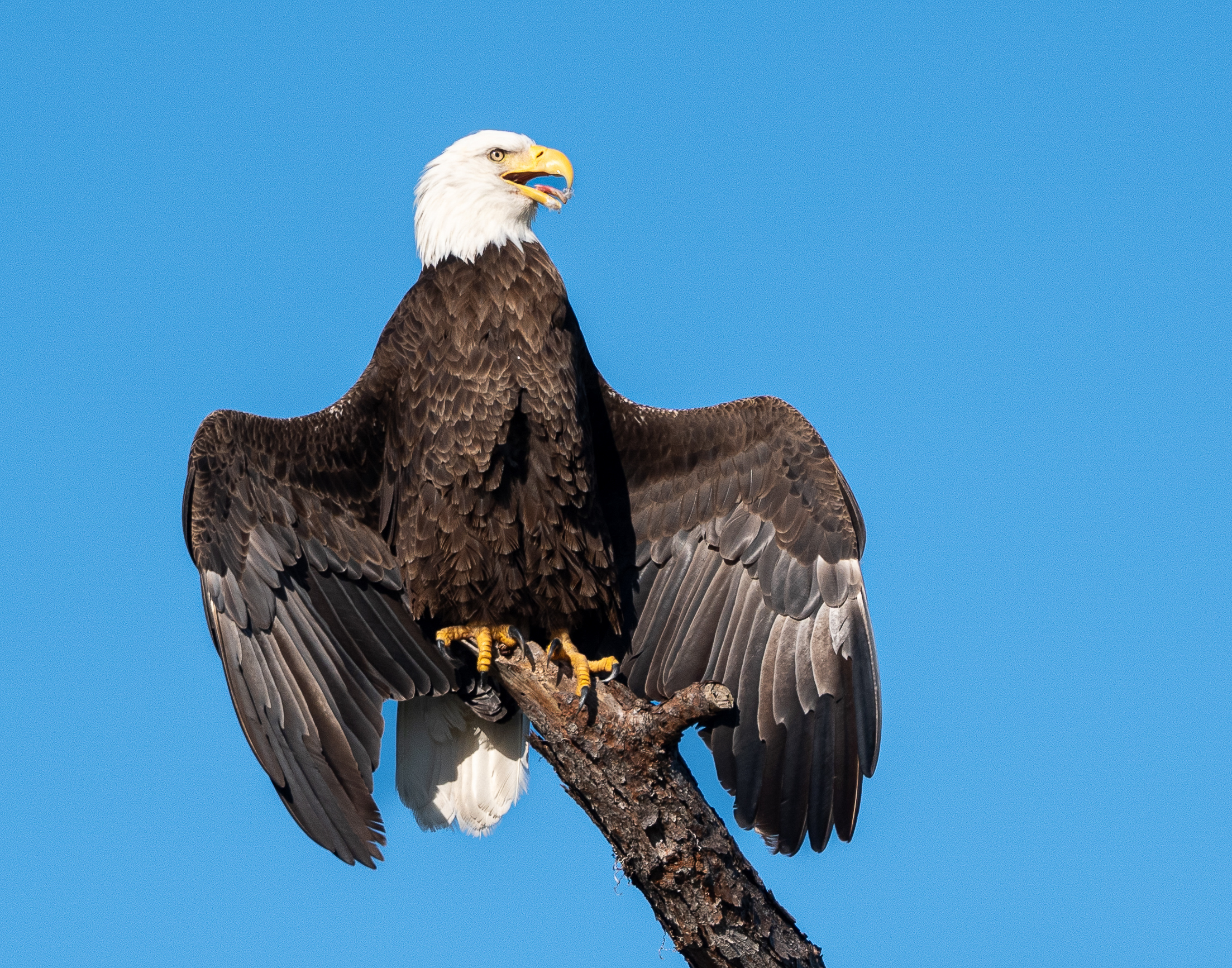 You are currently viewing Unusual Pose for an Eagle