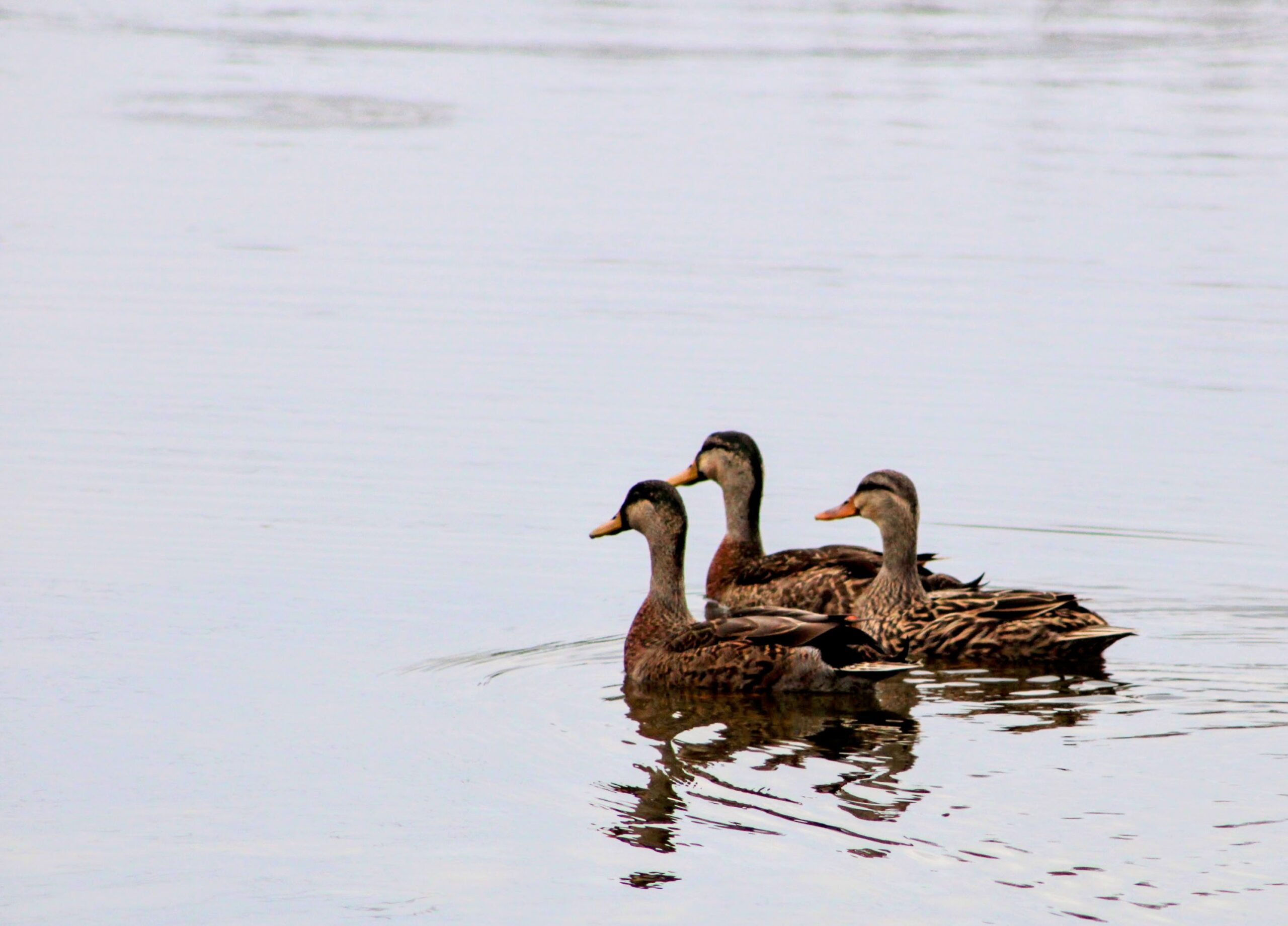 You are currently viewing Woodland’s Pond Neighbors