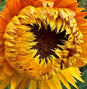 Read more about the article Floral Sunshine