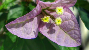 Read more about the article Bonsai Bougainvillea