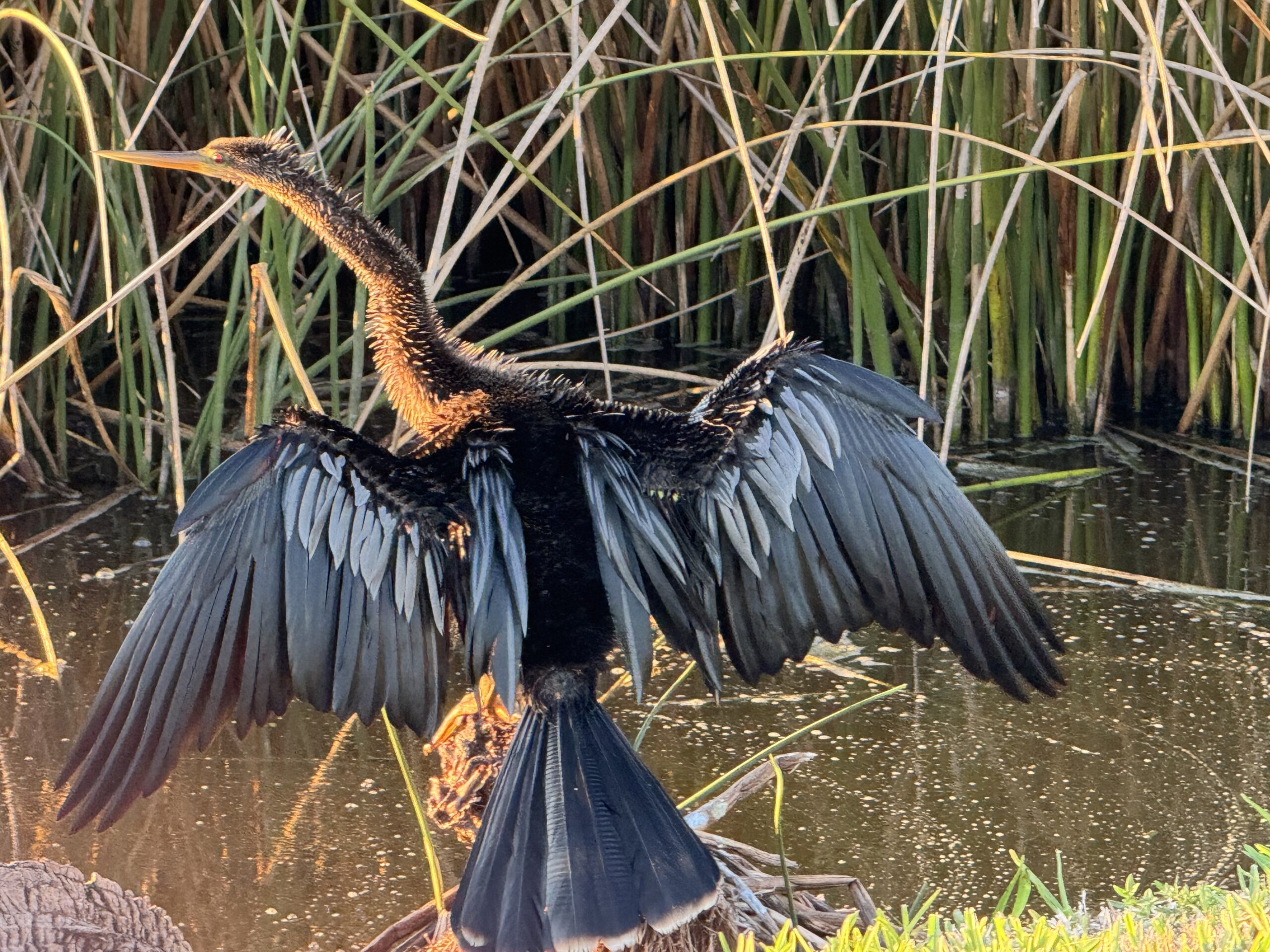 You are currently viewing Anhinga